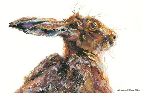 brown hare, pastel, painting, suffolk wildlife